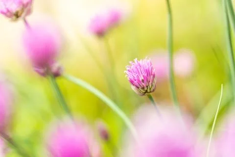 Nice small pink bloom of chive herb with other ones in background Stock Photos