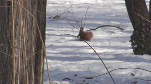 Nice small squirrel into the wild forest in winter season, moving on fresh snow Stock Footage 45638508
