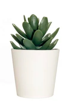 The nice small tree in white pot for decoration with work path on jpeg file. Stock Photos