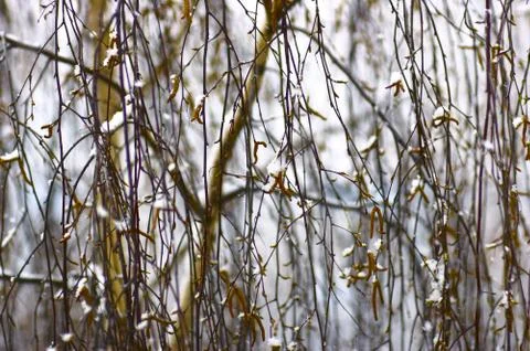 Nice snowdrift on the tree 스톡 사진