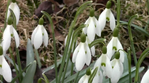 Nice snowdrops Stock Footage 22742564