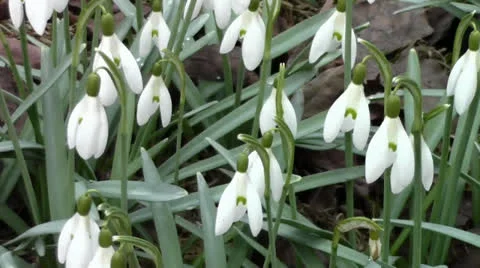 Nice snowdrops in the garden Stock Footage 22742517