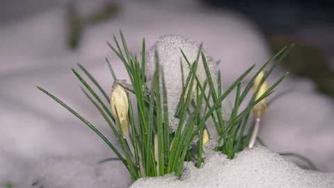 Nice snowdrops grow from under the snow Stock Footage 103552965