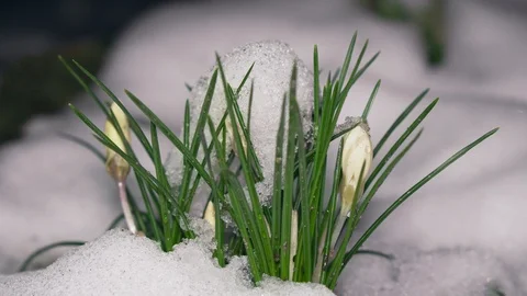 Nice snowdrops grow from under the snow closeup Stock Footage 103552969