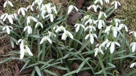 Nice snowdrops in the park Stock Footage 22743911