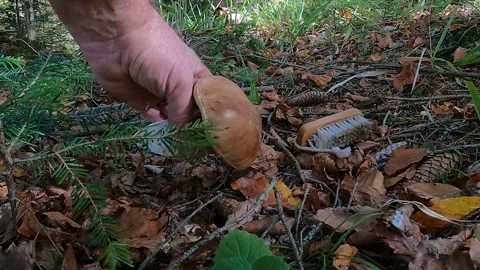 Nice specimen of Boletus edulis picking up Stock Footage 295319209