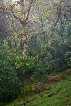 Nice specimen of chestnut tree covered with lichen Stock Photos