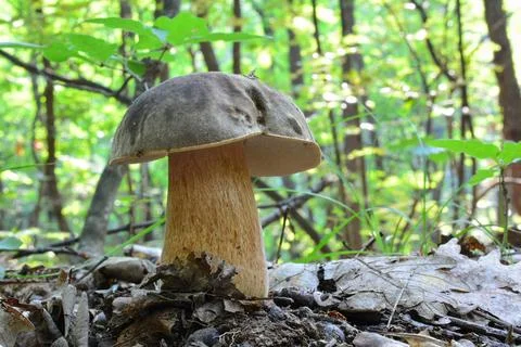 Nice specimen of Dark Cep in oak forest Stock Photos