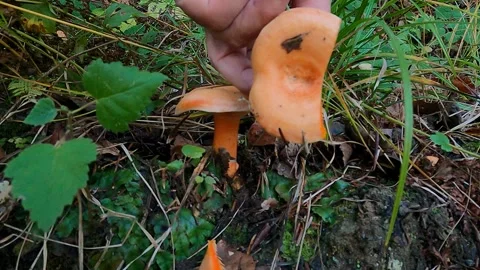 Nice specimen of Lactarius Deliciosus or Saffron Milkcap Stock Footage 305492761
