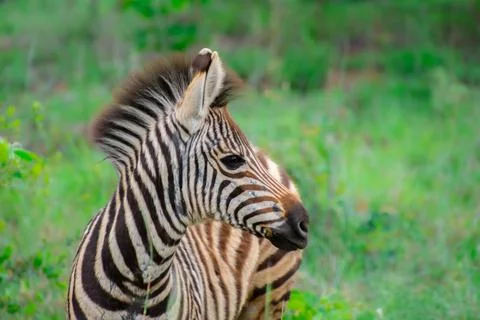 Nice specimen of zebra Stockfoto's