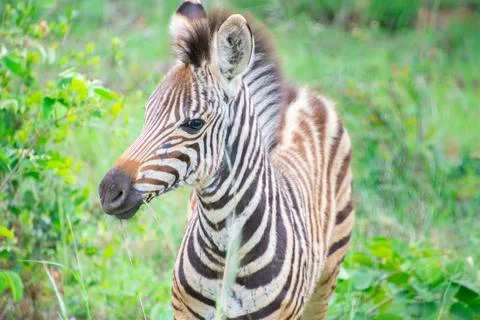 Nice specimen of zebra Foto stock