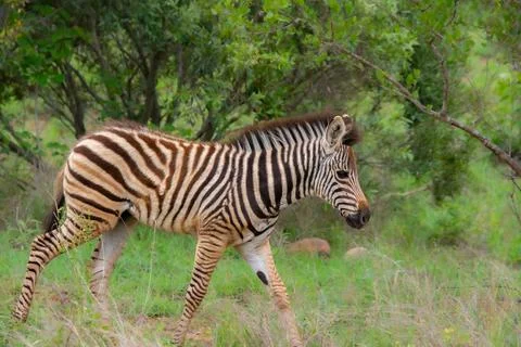Nice specimen of zebra Foto stock