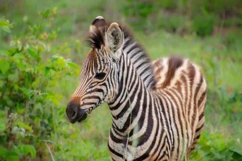 Nice specimen of zebra Stock Photos