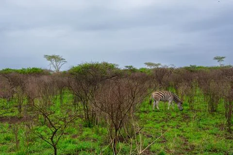 Nice specimen of zebra Foto stock