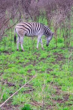 Nice specimen of zebra Foto stock