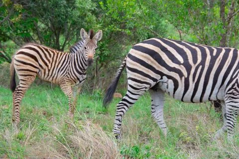 Nice specimen of zebra Foto stock