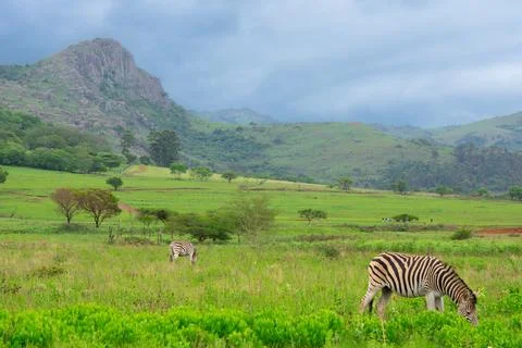 Nice specimen of zebra Foto stock