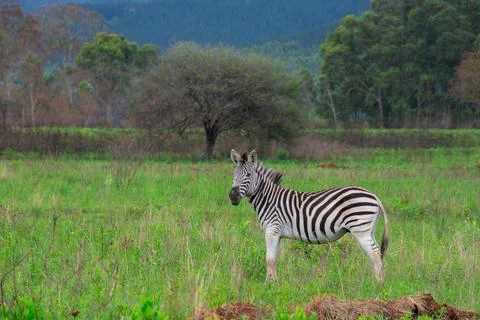 Nice specimen of zebra Foto stock