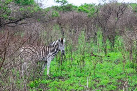 Nice specimen of zebra Foto stock