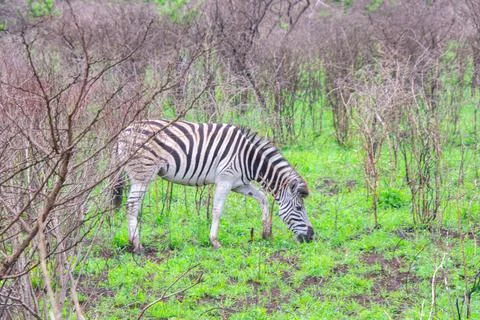 Nice specimen of zebra Stock Photos