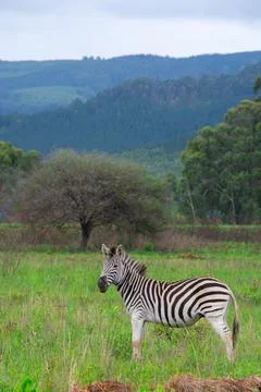 Nice specimen of zebra 스톡 사진