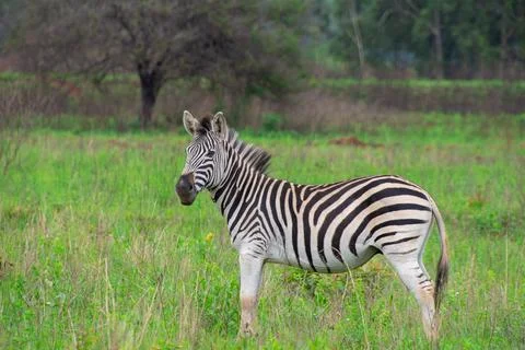 Nice specimen of zebra Foto stock