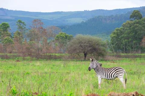 Nice specimen of zebra Foto stock