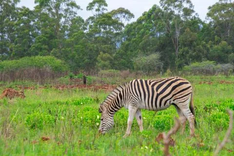 Nice specimen of zebra Stock Photos