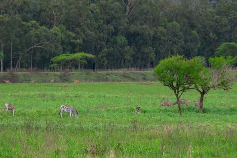 Nice specimen of zebra Foto stock
