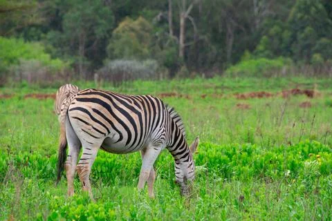 Nice specimen of zebra Stock Photos