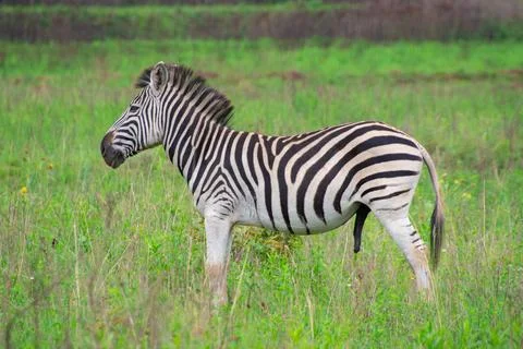 Nice specimen of zebra Foto stock