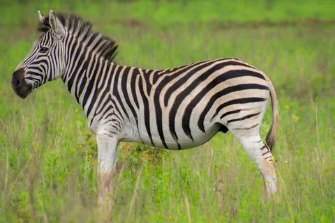 Nice specimen of zebra Foto stock