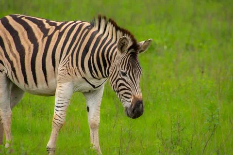 Nice specimen of zebra Stockfoto's