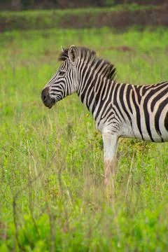 Nice specimen of zebra Foto stock