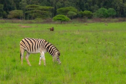 Nice specimen of zebra Foto stock
