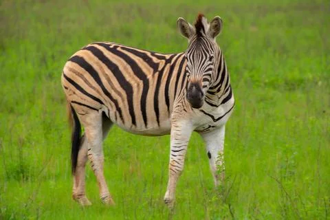 Nice specimen of zebra Stock Photos