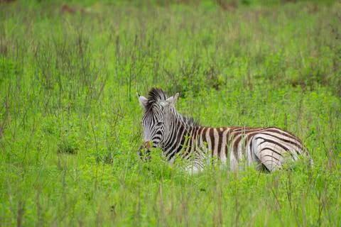 Nice specimen of zebra Foto stock