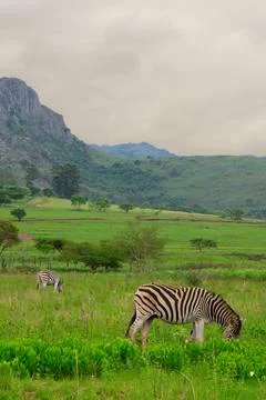 Nice specimen of zebra Foto stock