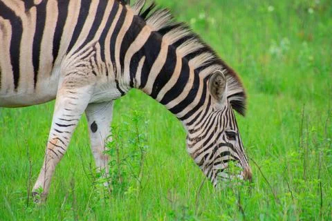 Nice specimen of zebra Foto stock