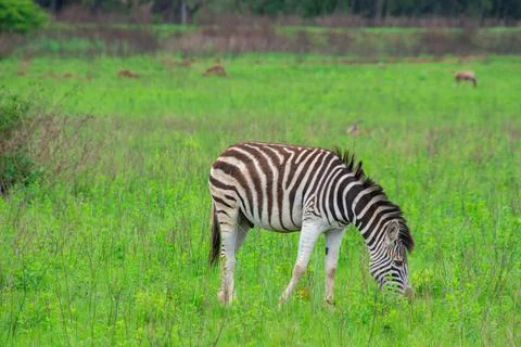 Nice specimen of zebra Foto stock