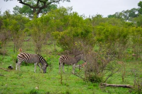 Nice specimen of zebra Foto stock