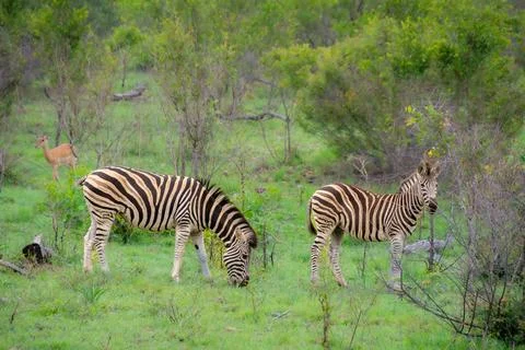 Nice specimen of zebra Foto stock