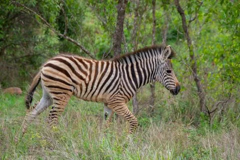 Nice specimen of zebra Foto stock