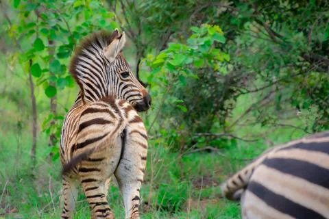 Nice specimen of zebra Stock Photos