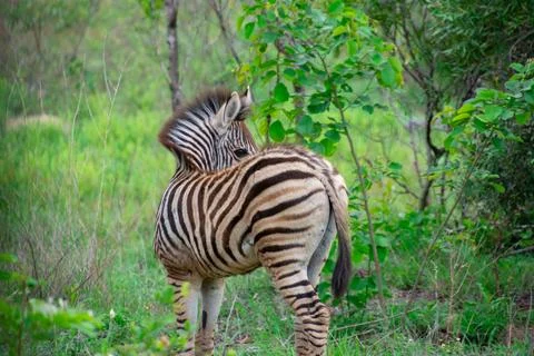 Nice specimen of zebra Stockfoto's