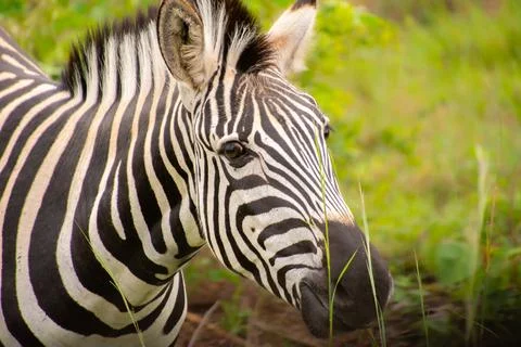 Nice specimen of zebra Stock Photos