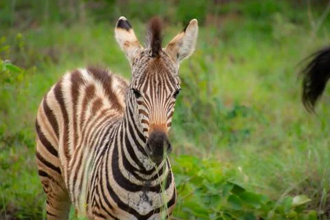 Nice specimen of zebra Foto stock