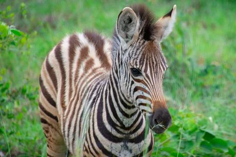 Nice specimen of zebra Foto stock