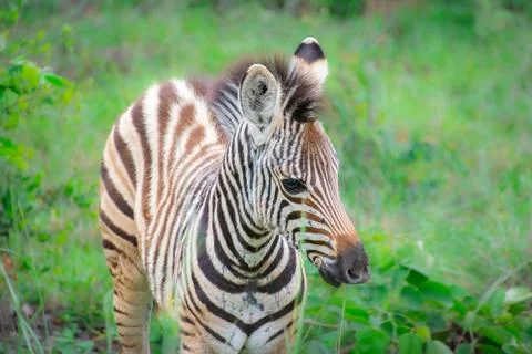 Nice specimen of zebra Stock Photos