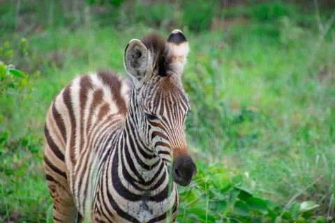 Nice specimen of zebra Foto stock